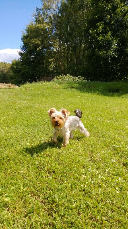 Yorkie on a sunny lawn
