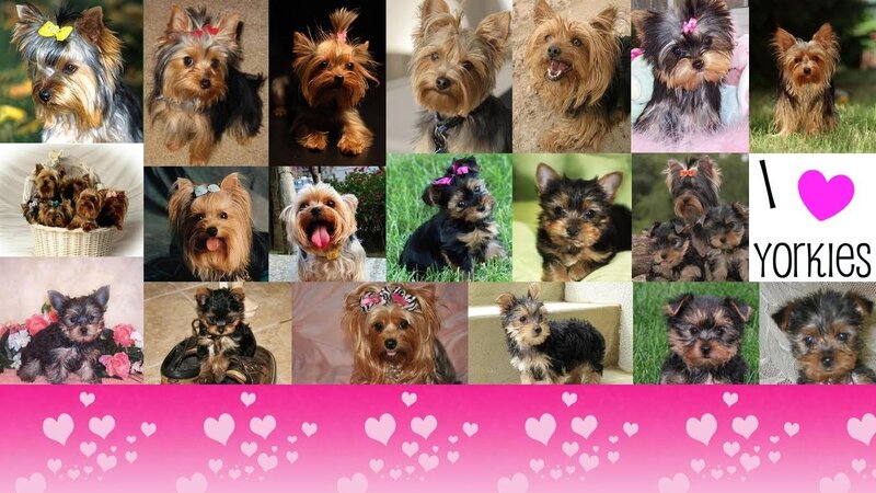 Yorkie Puppies Collage