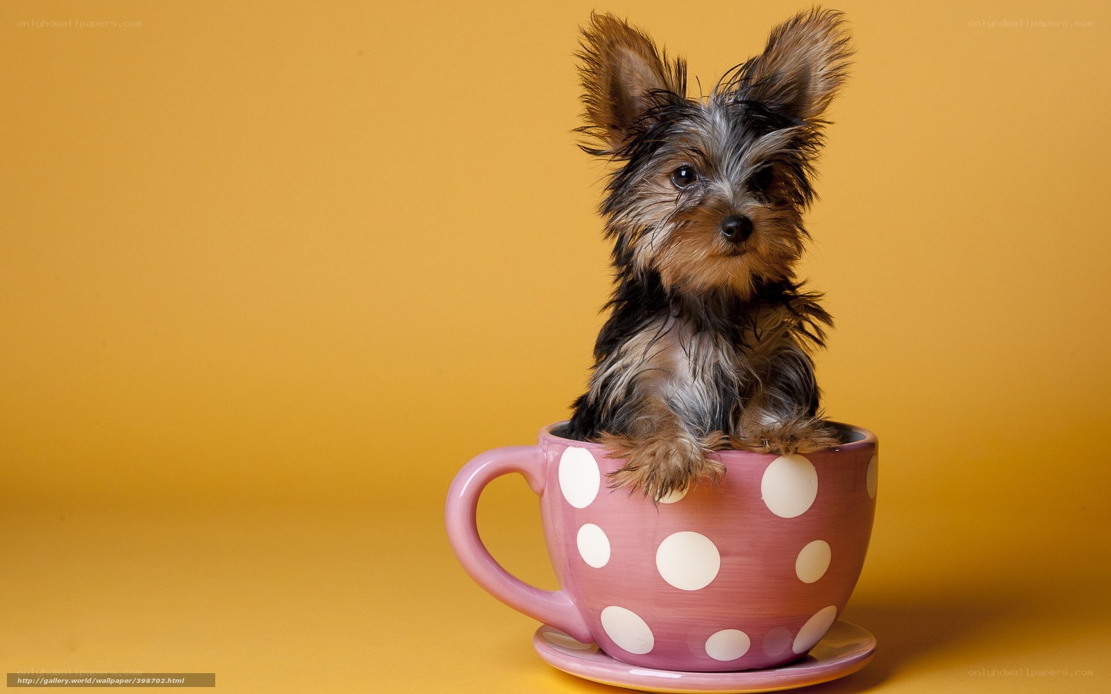 Yorkie puppy in a teacup