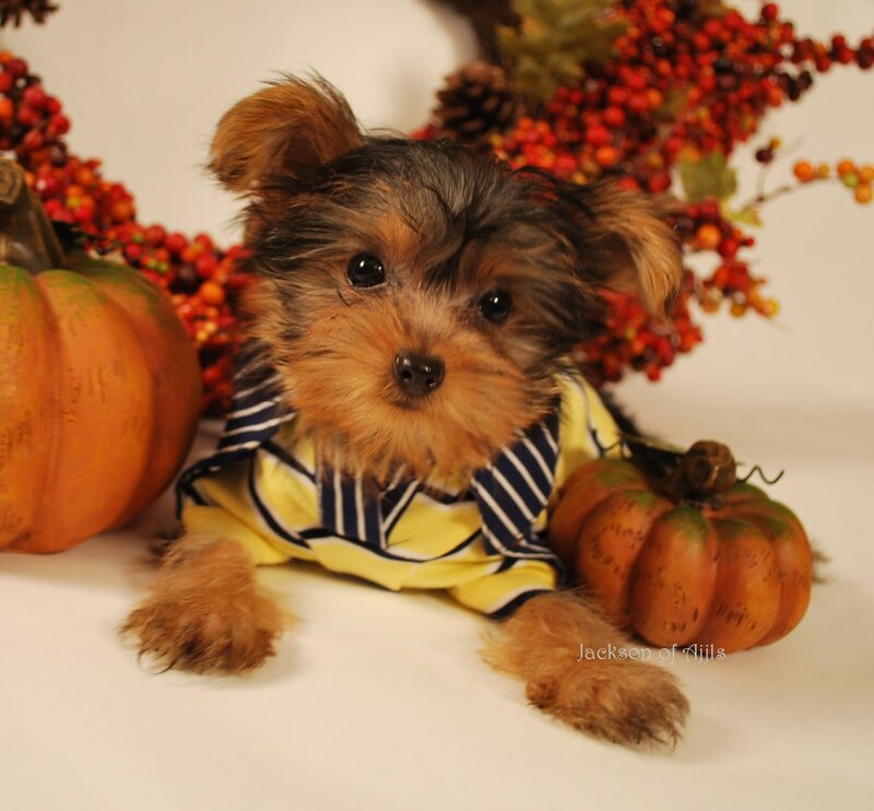 Yorkie Puppy in Costume