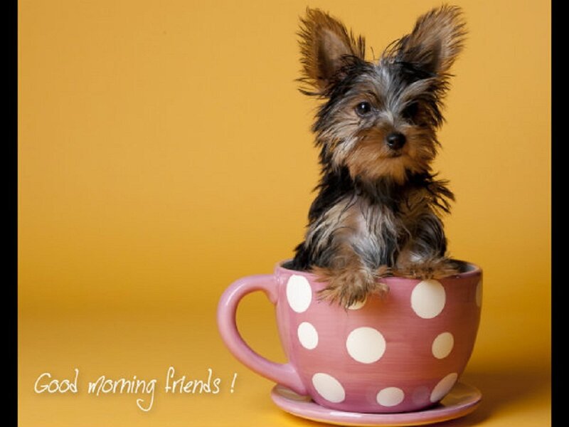 Yorkie Puppy in Cup