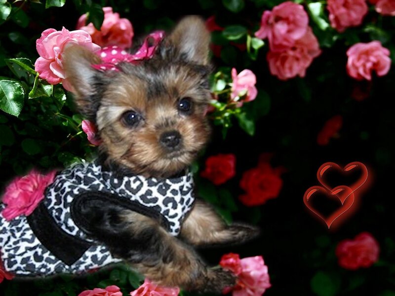 Yorkie Puppy in Flowers — Pink