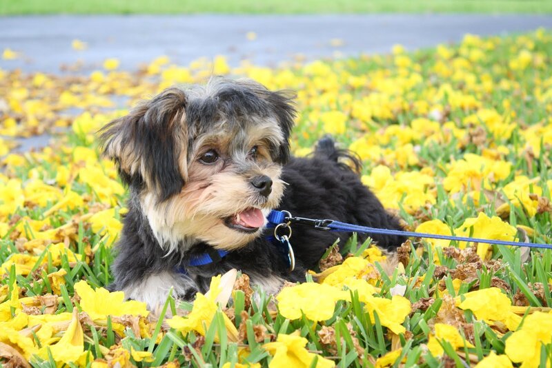 Yorkie Puppy in Flowers