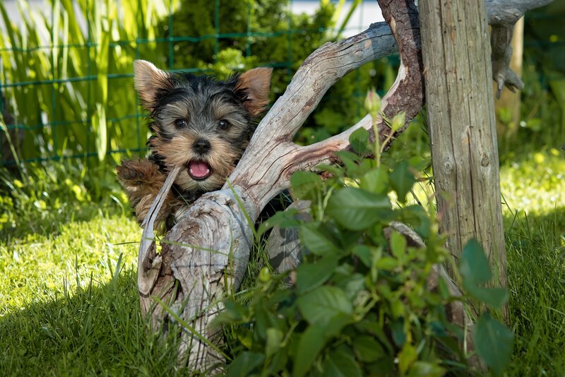Yorkie puppy in garden
