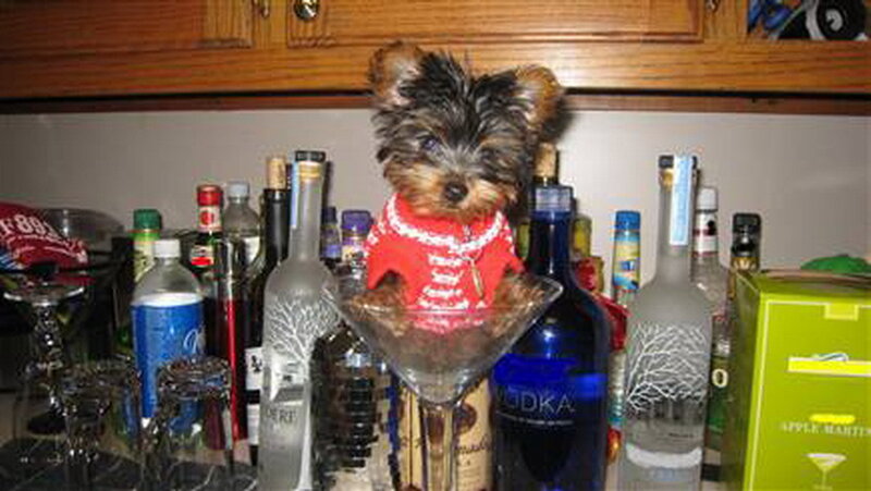 Yorkie Puppy in Glass
