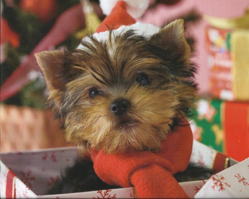 Yorkie Puppy in Hat