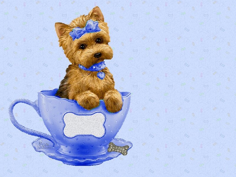 Yorkie Puppy in Teacup