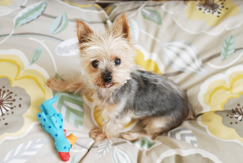Yorkie Puppy on Blanket