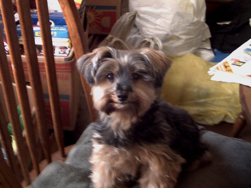 Yorkie Puppy on Chair — Brown