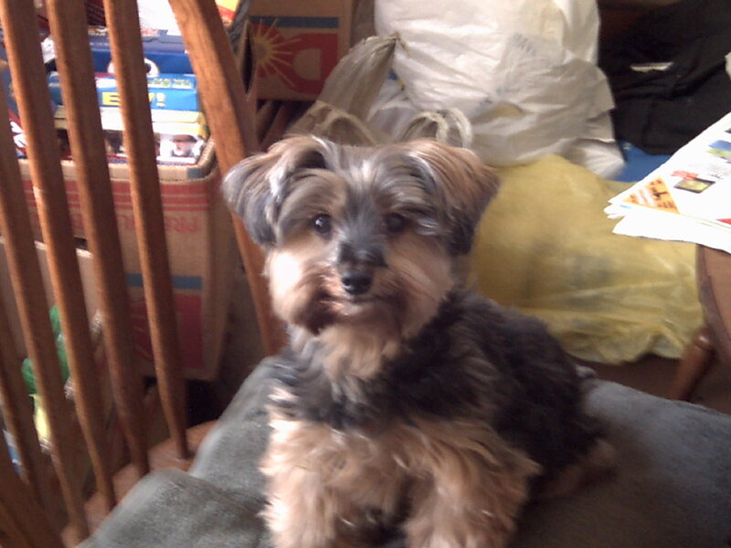 Yorkie Puppy on Chair