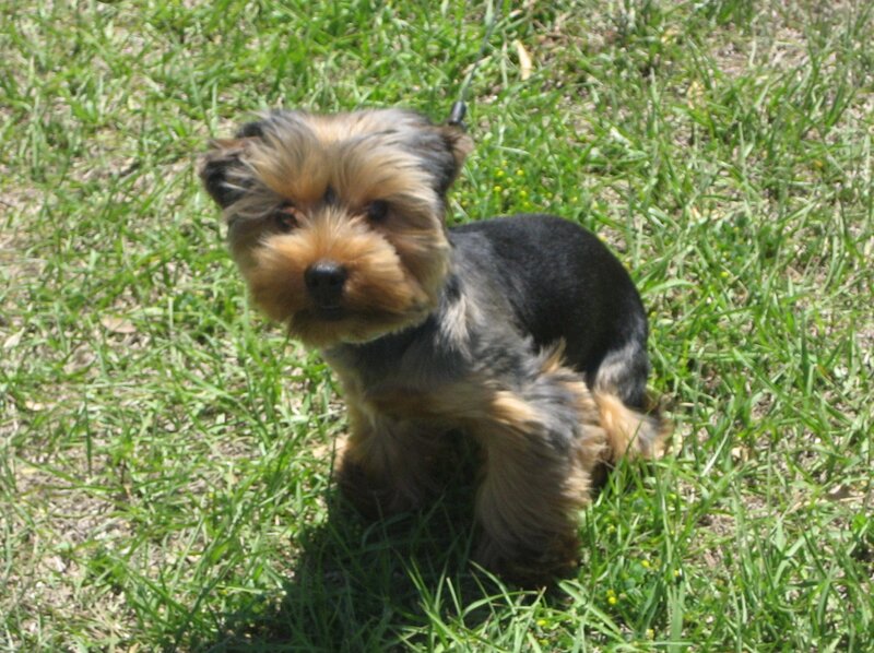 Yorkie puppy on grass