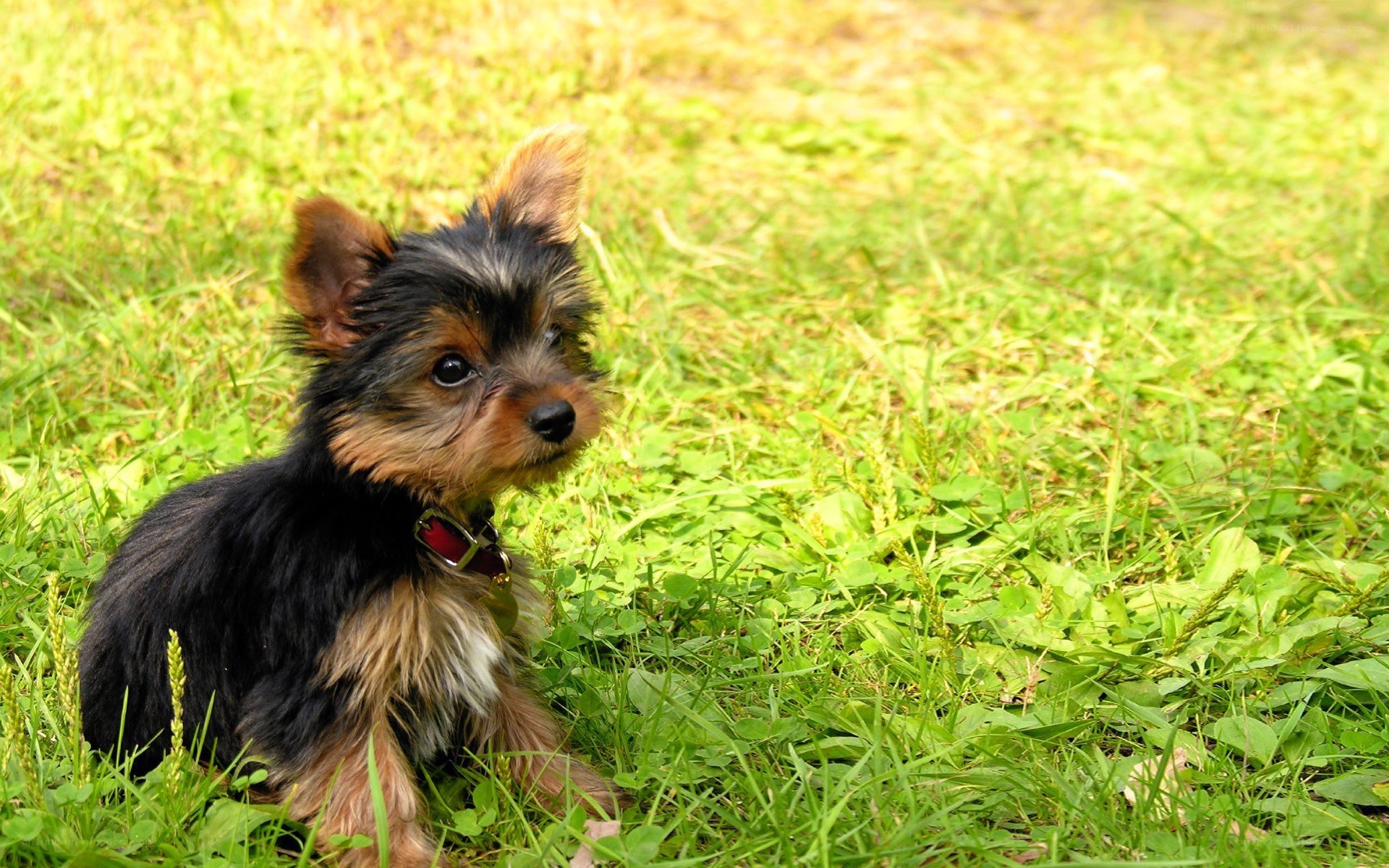 Yorkie puppy on grass