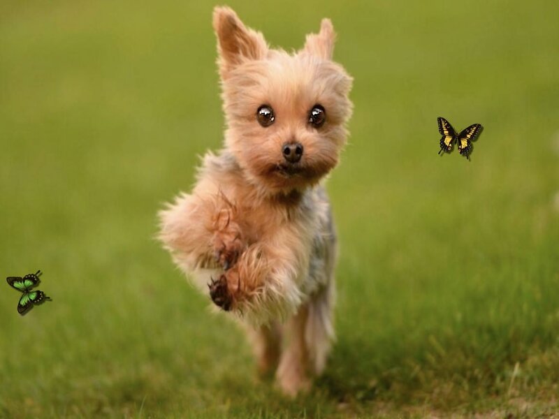Yorkie Puppy Running