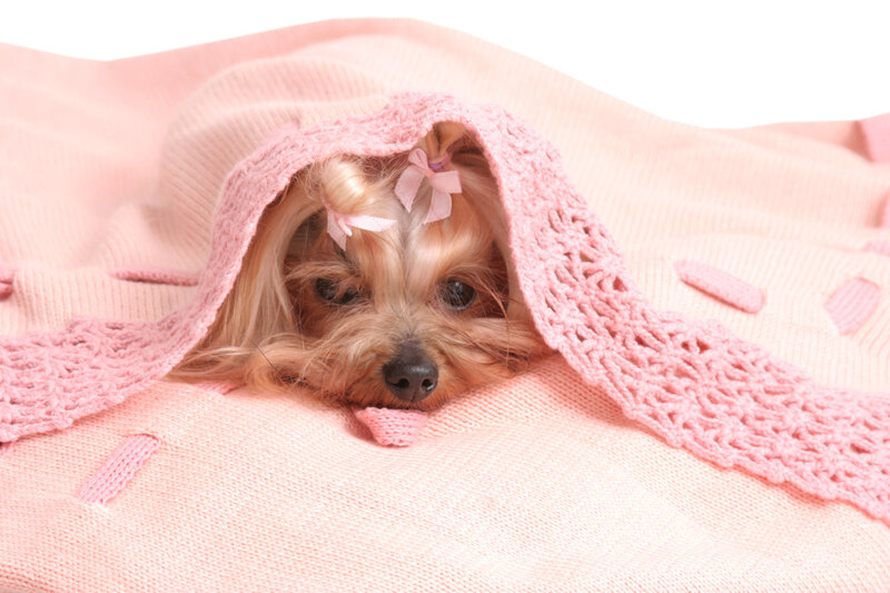 Yorkie Puppy under Blanket