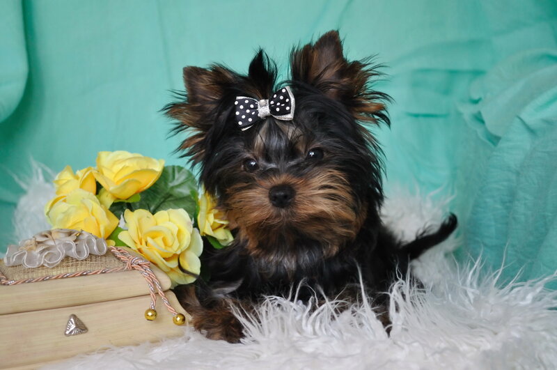 Yorkie Puppy with Bow — Black