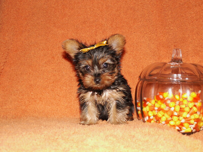 Yorkie puppy with bow