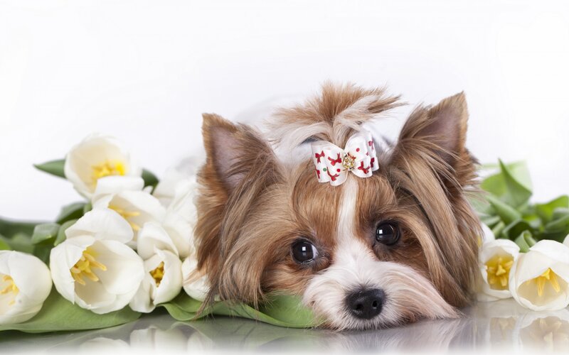Yorkie Puppy with Bow — White