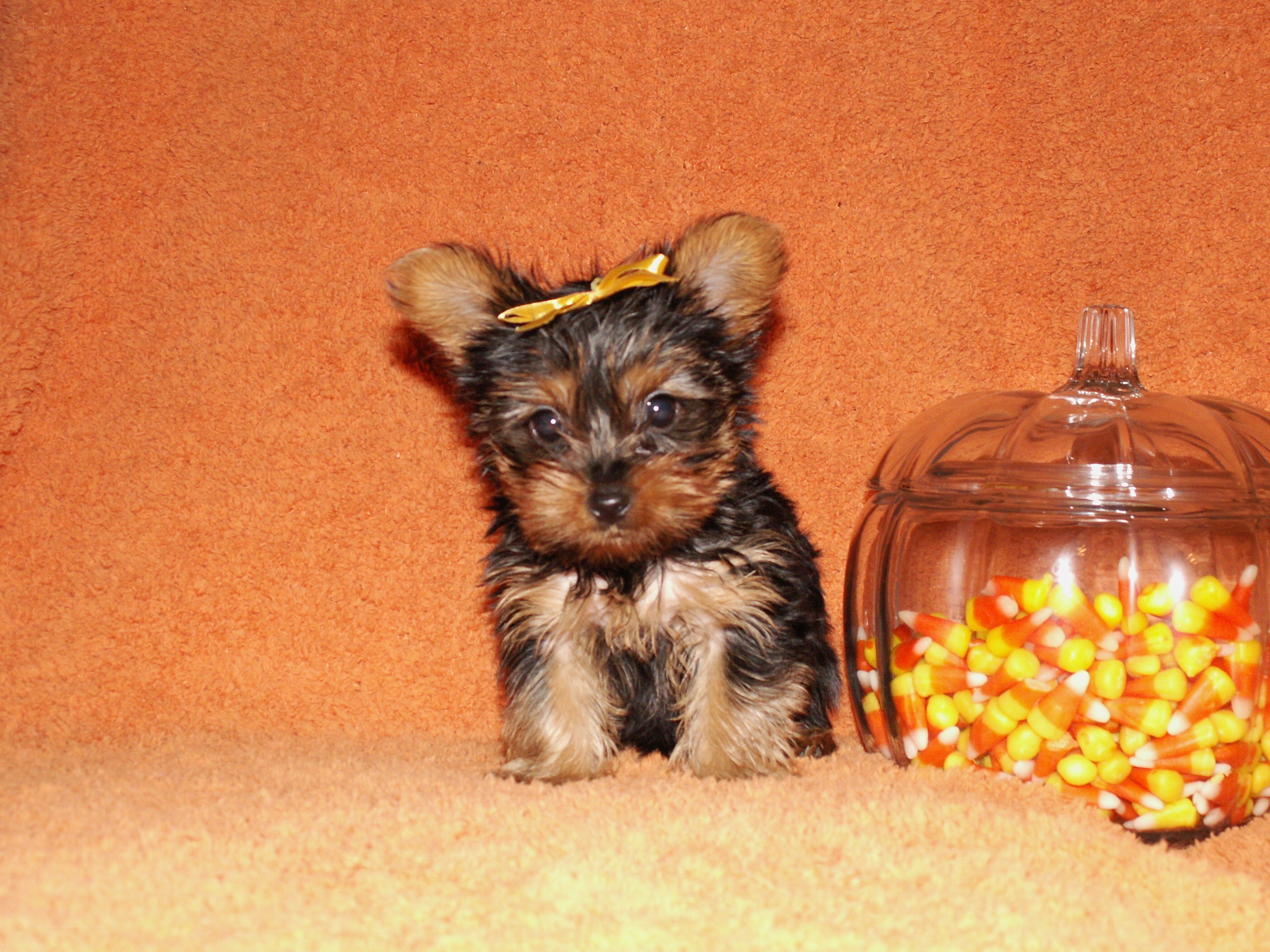 Yorkie puppy with bow