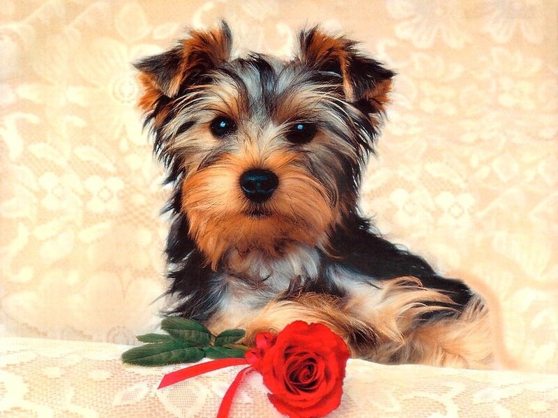 Yorkie puppy with red rose