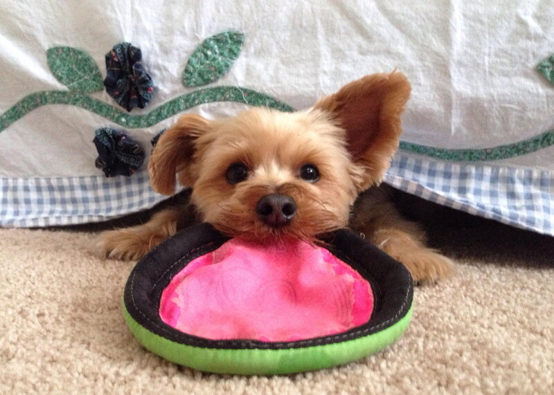 Yorkie Puppy with Toy — Brown