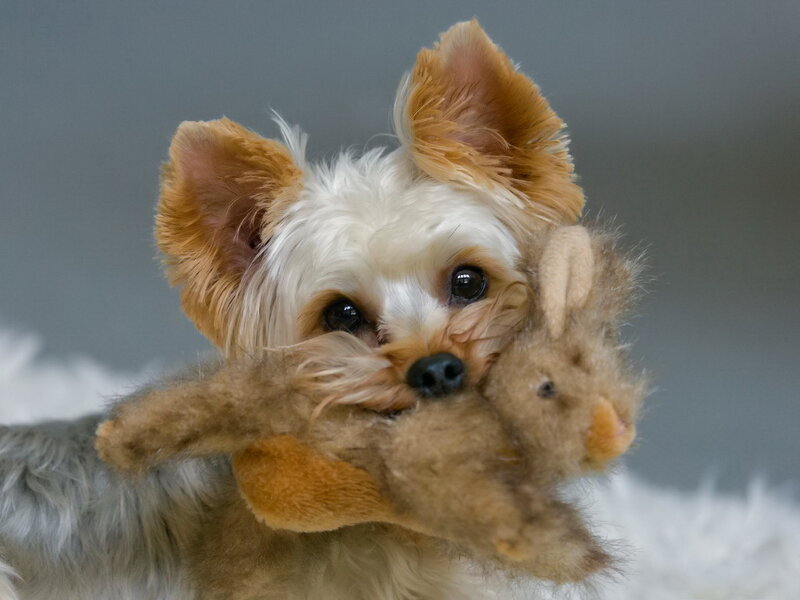 Yorkie Puppy with Toy