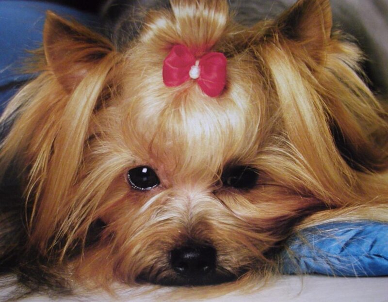 Yorkie with a pink bow
