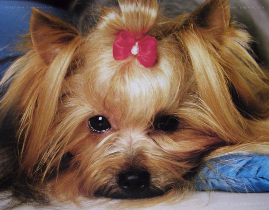 Yorkie with a pink bow