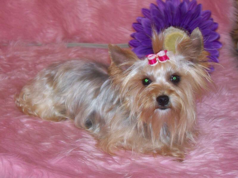 Yorkie with bow on pink rug