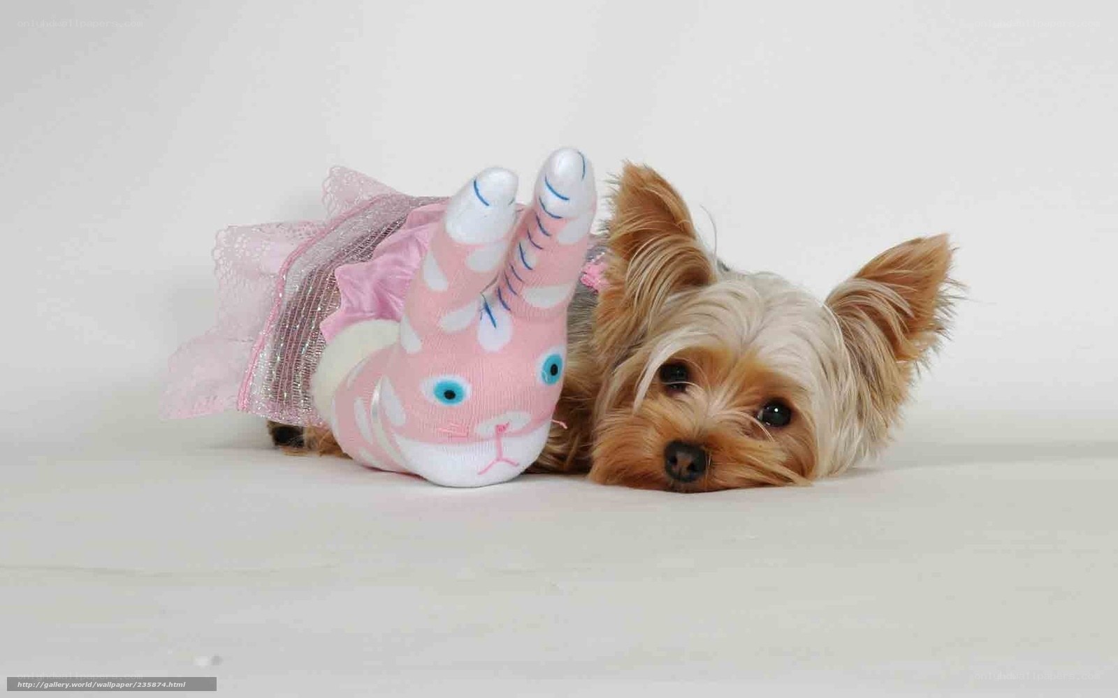 Yorkie with bunny toy