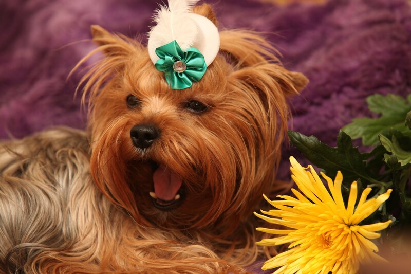 Yorkie with flower headband