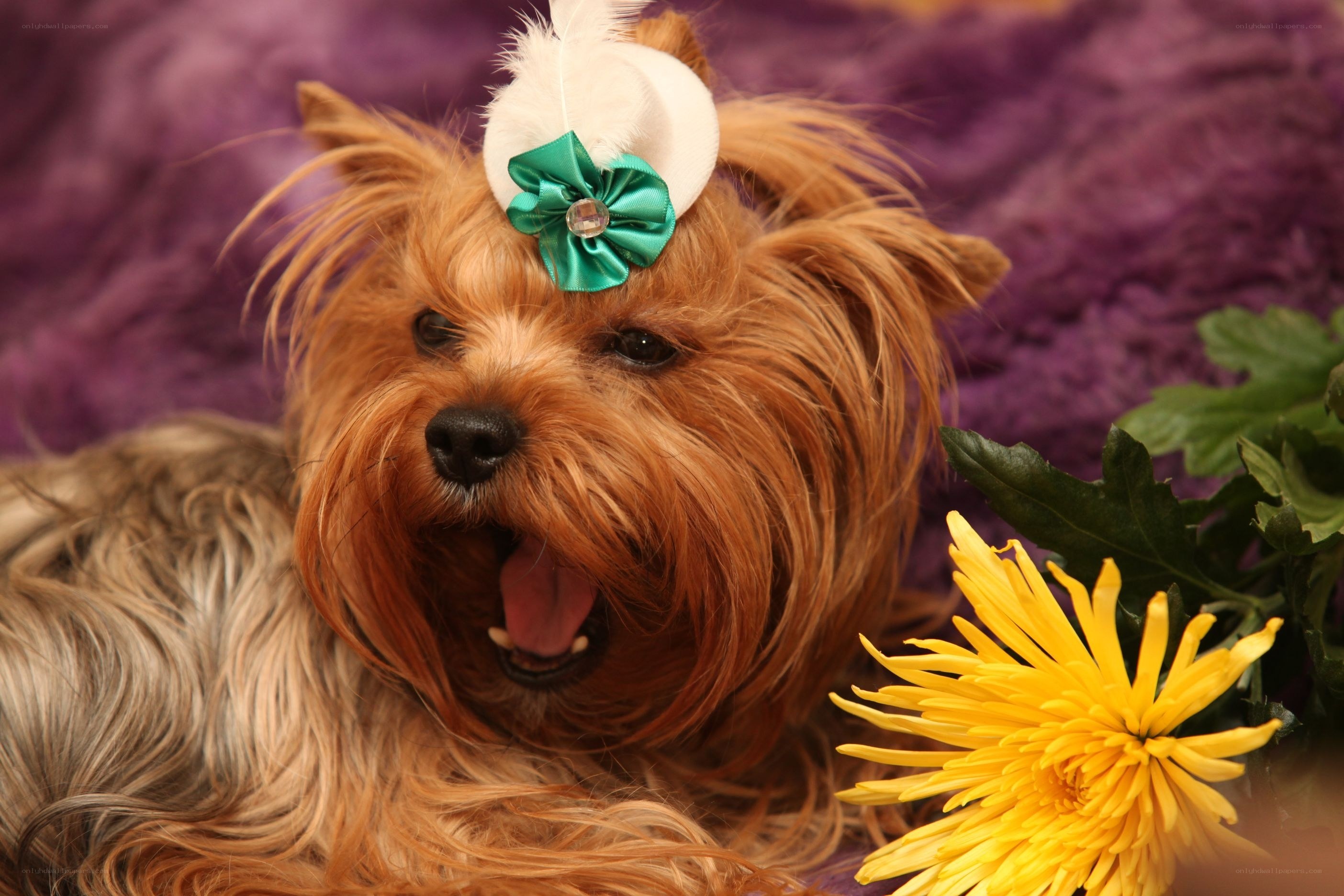Yorkie with flower headband