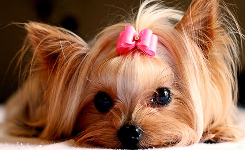 Yorkie with pink bow