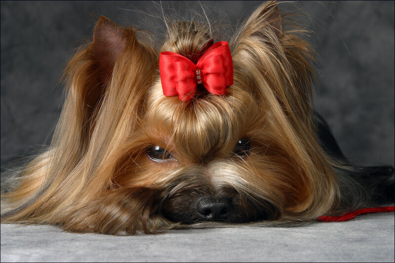 Yorkie with red bow