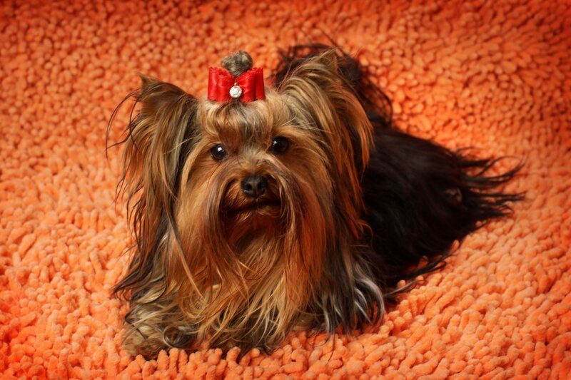 Yorkie with red bow on orange rug