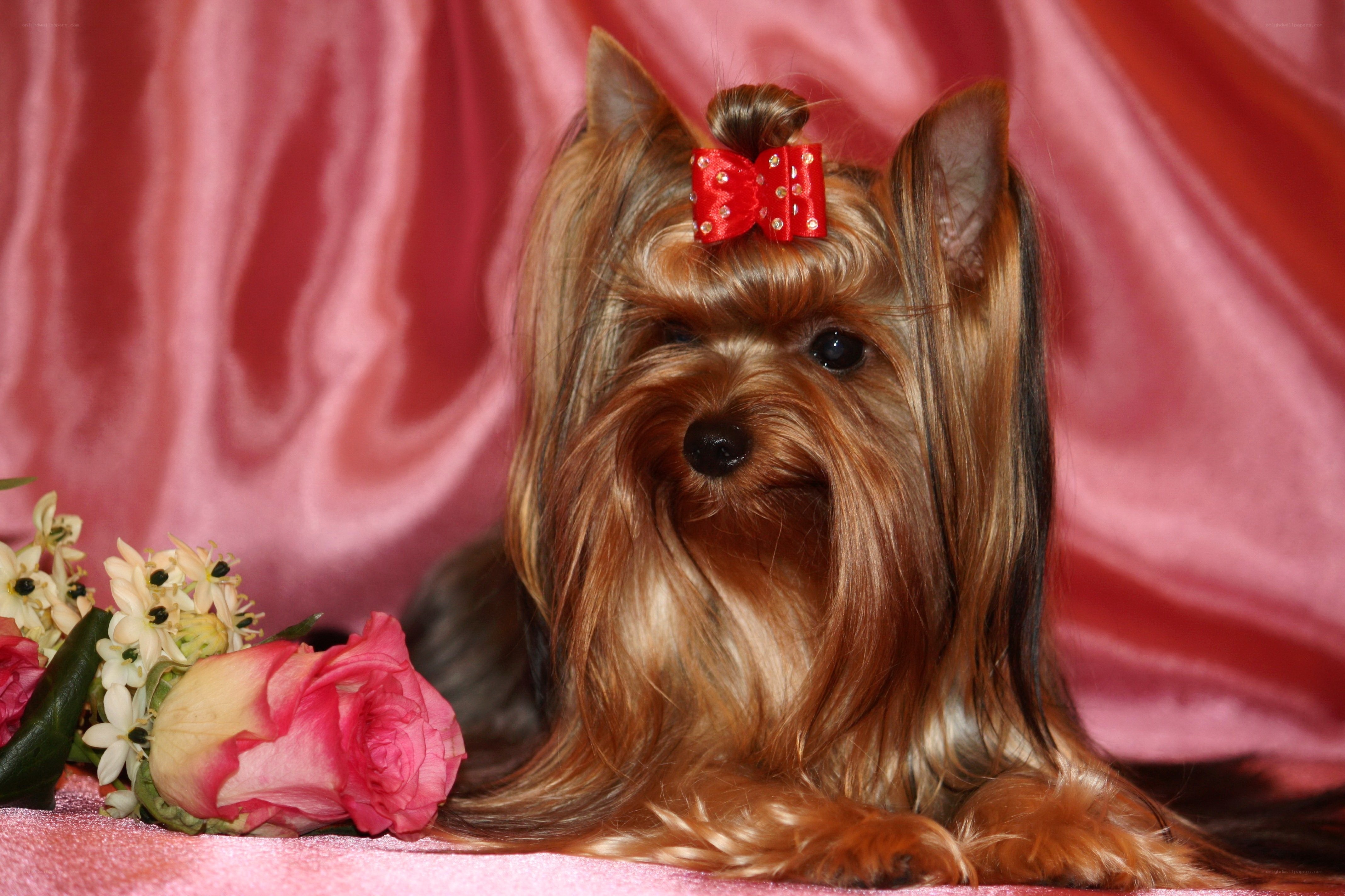Yorkie with red bow