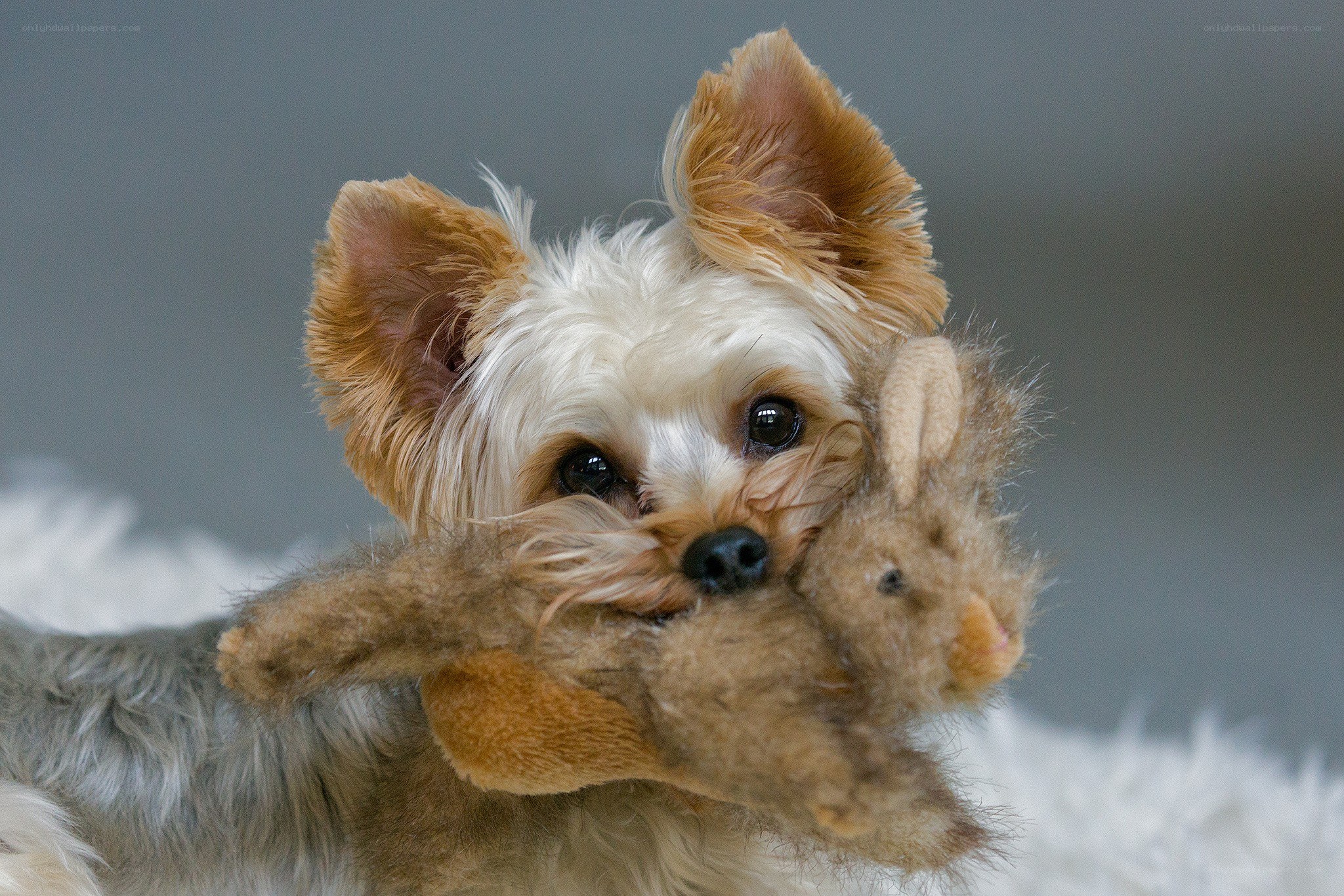 Yorkie with stuffed toy