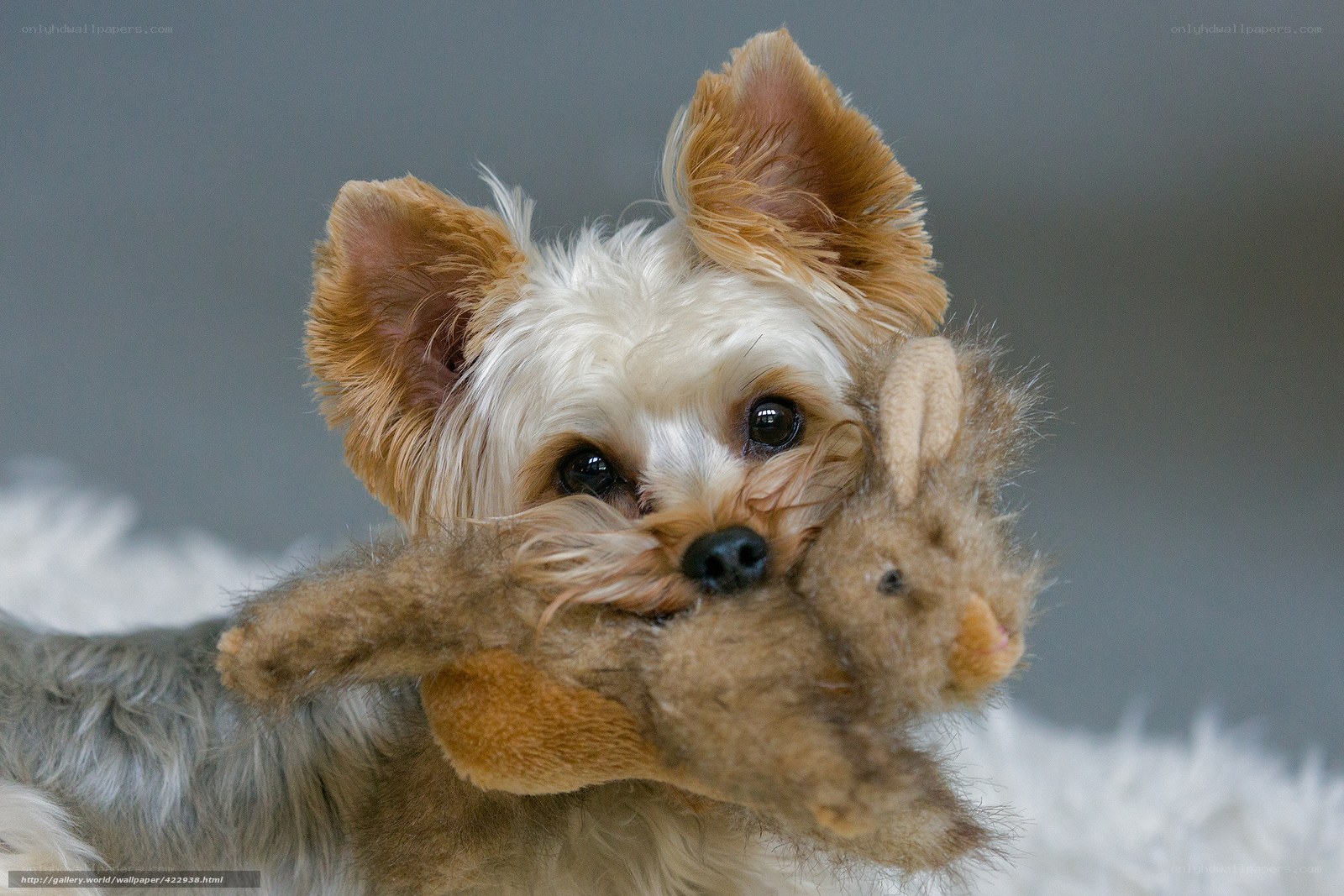 Yorkie with stuffed toy