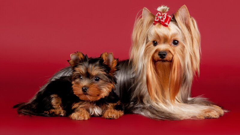 Yorkshire Terrier and Puppy