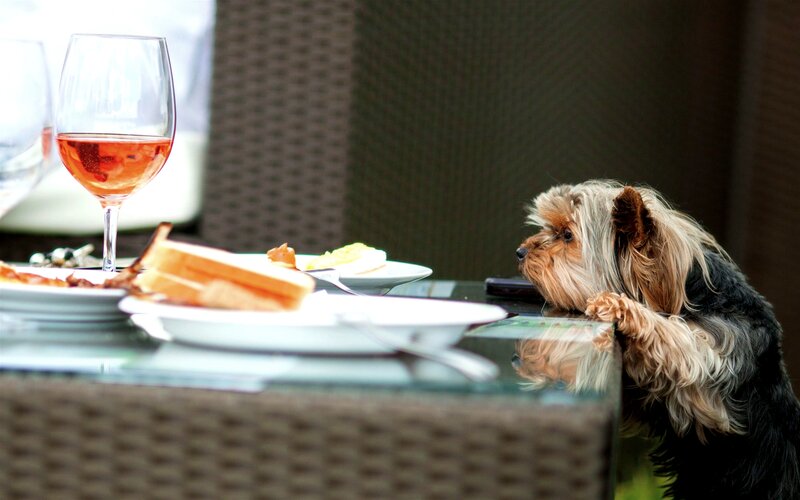 Yorkshire Terrier at Table