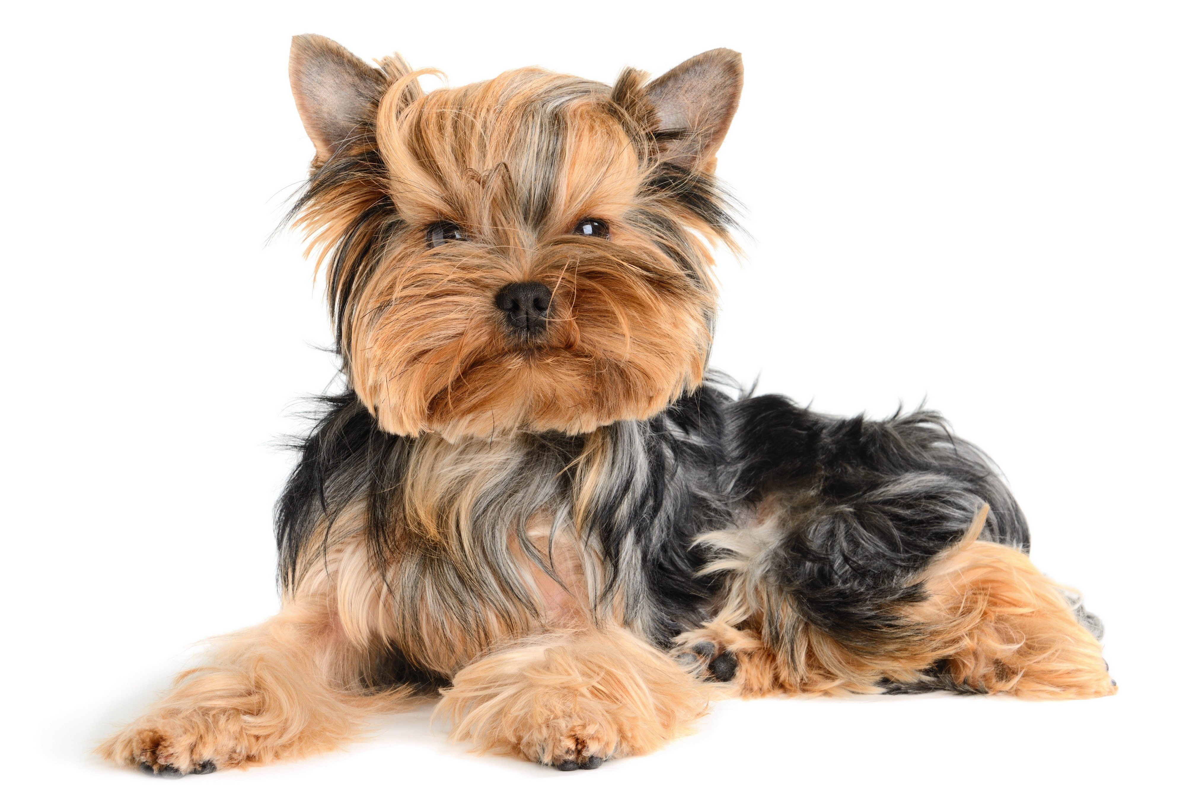 Yorkshire Terrier dog