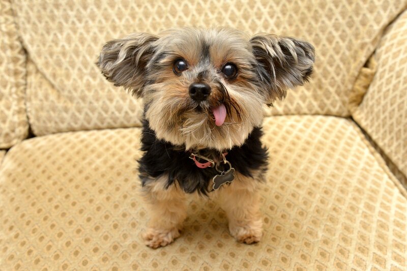 Yorkshire Terrier Dog — Beige