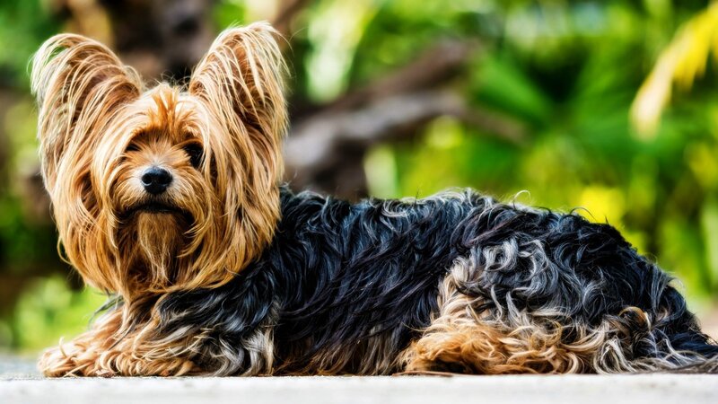 Yorkshire Terrier Dog — Black, Calm, Afternoon, Photograph, Greenery