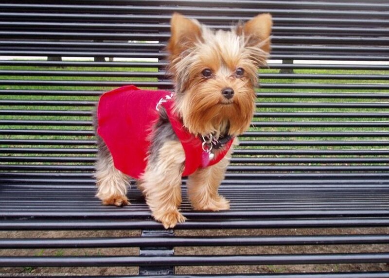 Yorkshire Terrier Dog — Black, Calm, Afternoon