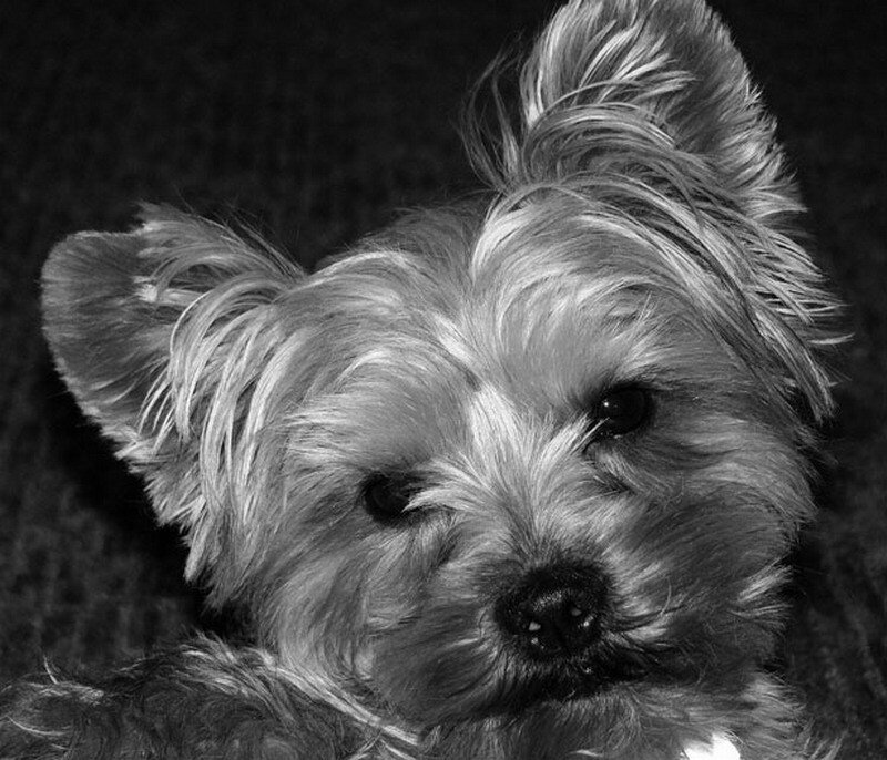 Yorkshire Terrier Dog — Black, Calm, Photograph