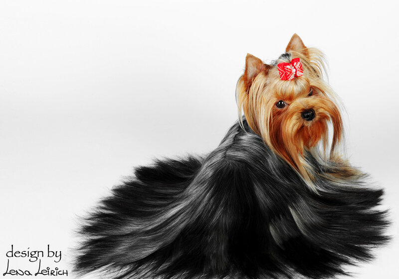 Yorkshire Terrier Dog — Black, Calm