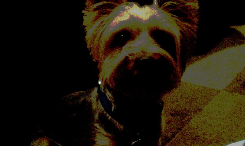 Yorkshire Terrier Dog — Black, Dark