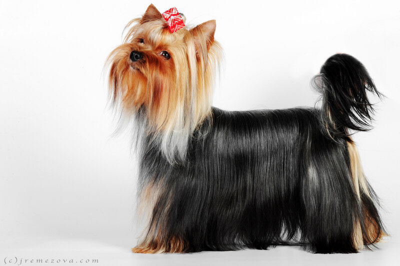 Yorkshire Terrier Dog — Black, Neutral