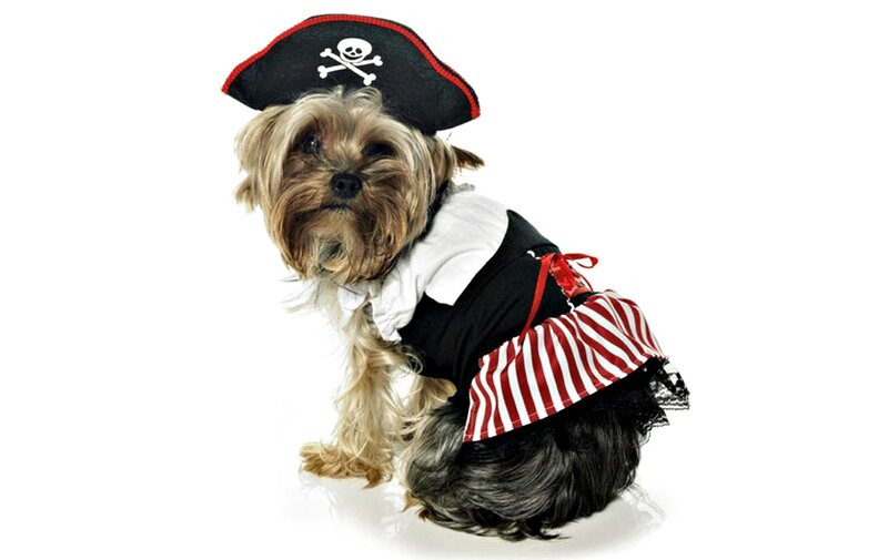 Yorkshire Terrier Dog — Black, Playful