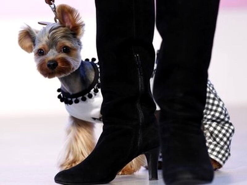 Yorkshire Terrier Dog — Black