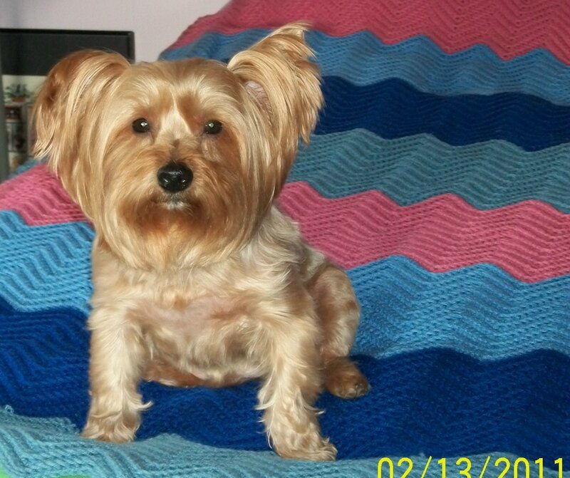 Yorkshire Terrier Dog — Blue, Calm, Photograph